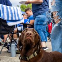 Brown dog poses for a picture during tailgate.